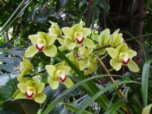 green cymbidium orchid