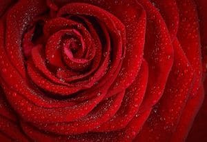 history meaning red roses