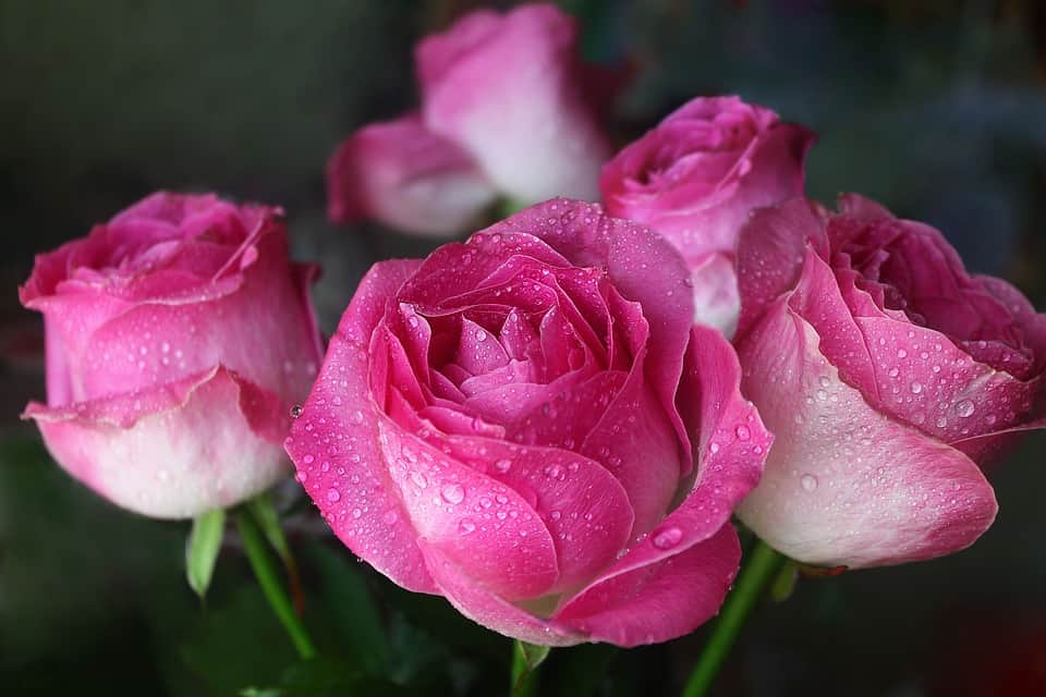 pink rose bouquet