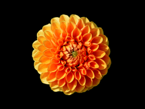 orange dahlia flower