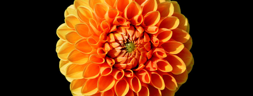 22 Types Of Orange Flowers Pictures Flowerglossary