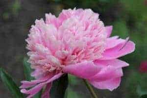 pink flowers peony