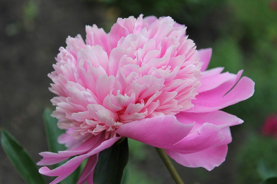 21 Types of Pink Flowers + Pictures | FlowerGlossary.com