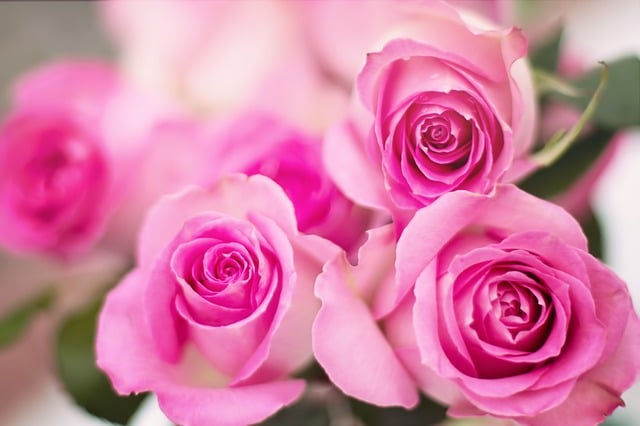 meaning of pink roses