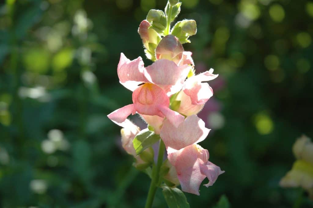 pink snapdragon