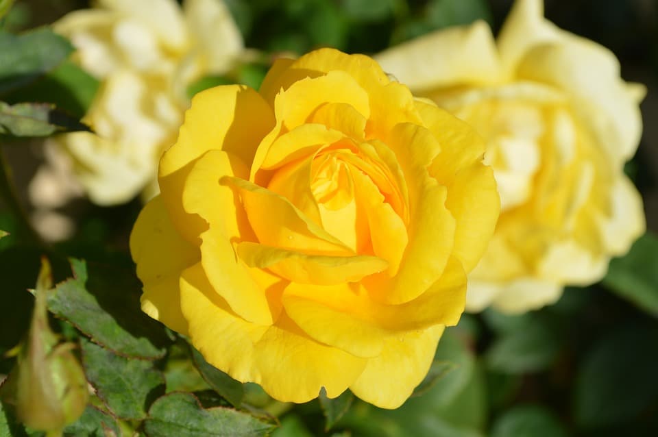 yellow roses in garden