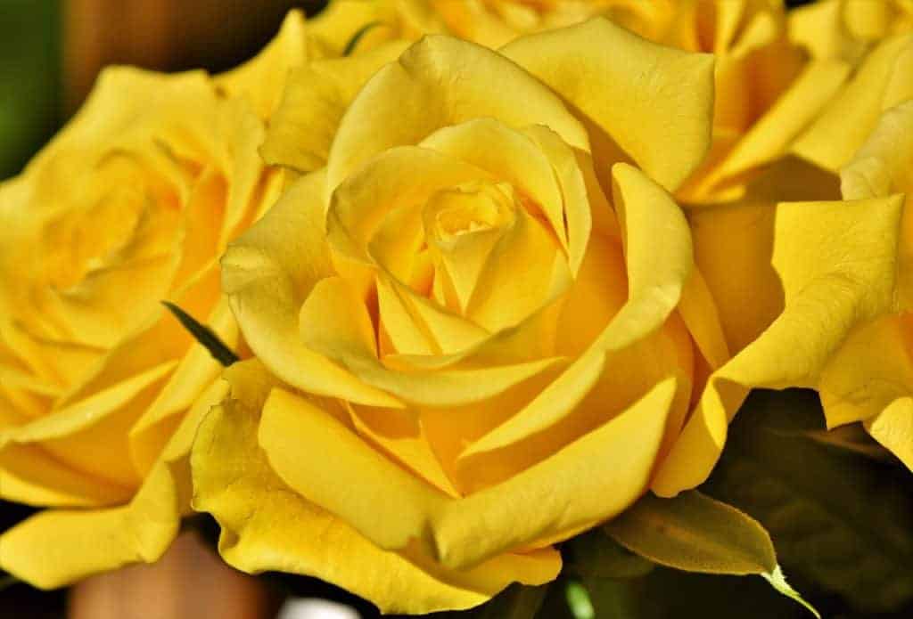 picture of yellow rose