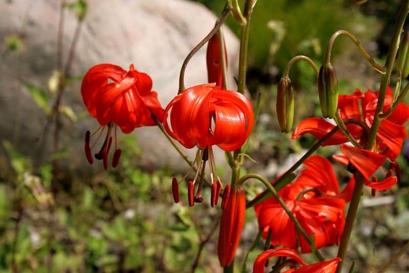 Pumilum Lily flowers