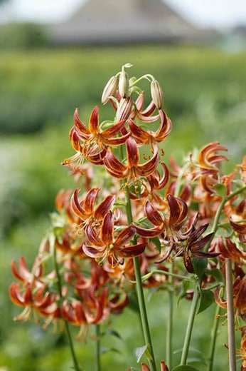 arabian knight lilies