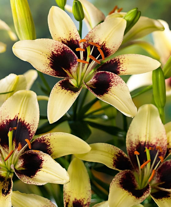 black spider lily