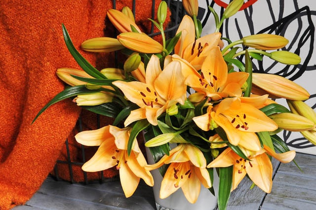 brunello lily flowers