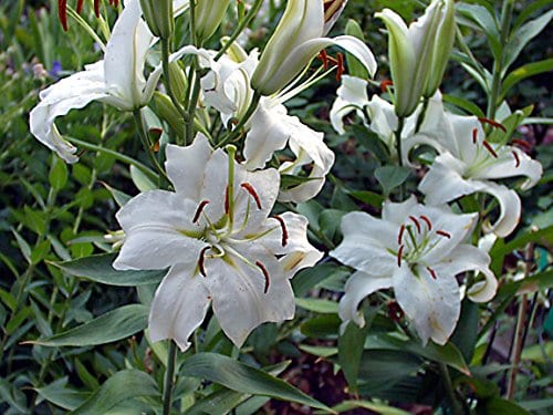 casa blanca lilies