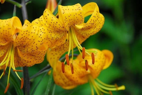 citronella asiatic lily flowers