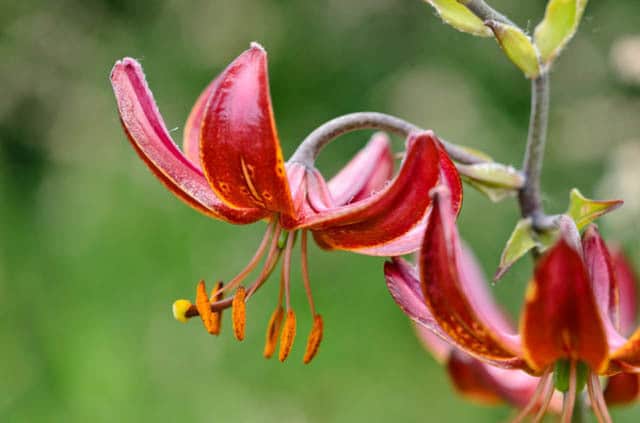 martagon lily