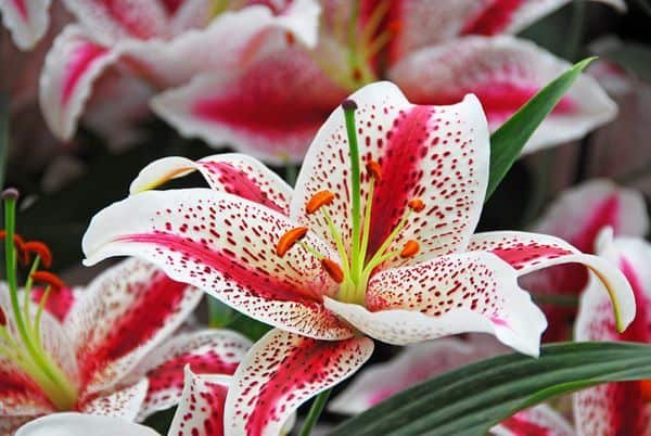 dizzy oriental lily