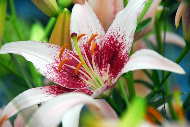 dot com asiatic lily