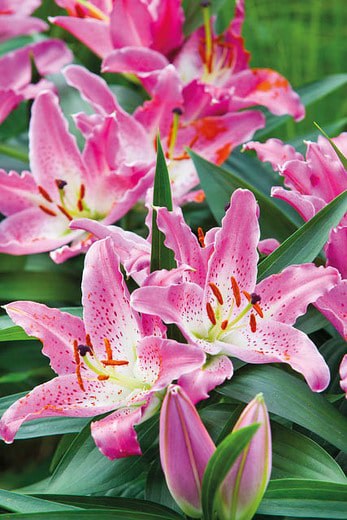 entertainer oriental lilies in pink