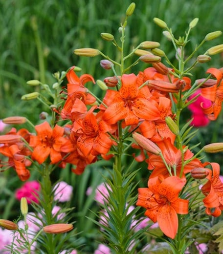 fire king orange lilies