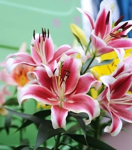 flashpoint lilies