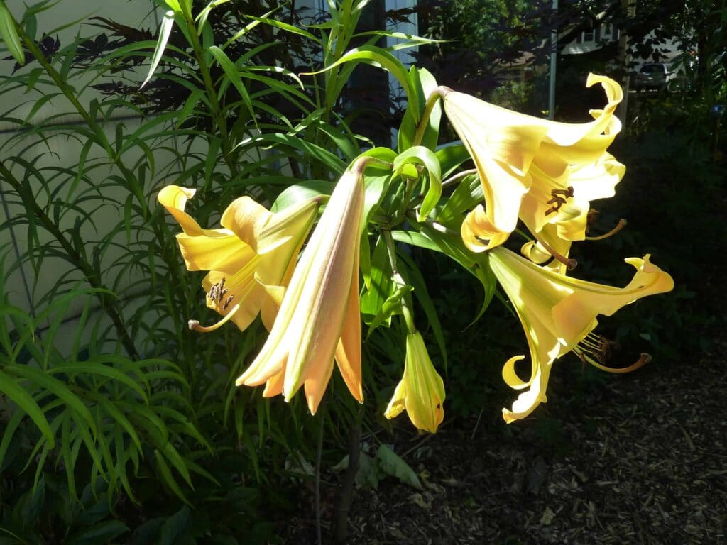 golden splendor trumpet lilies