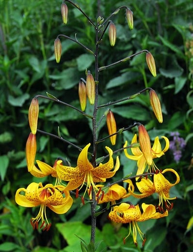 Leichtlinii Lily - Leichtlins’ Lily