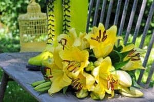 belladona lilies