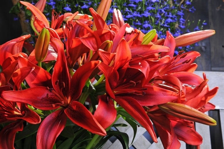 red monte negro lilies