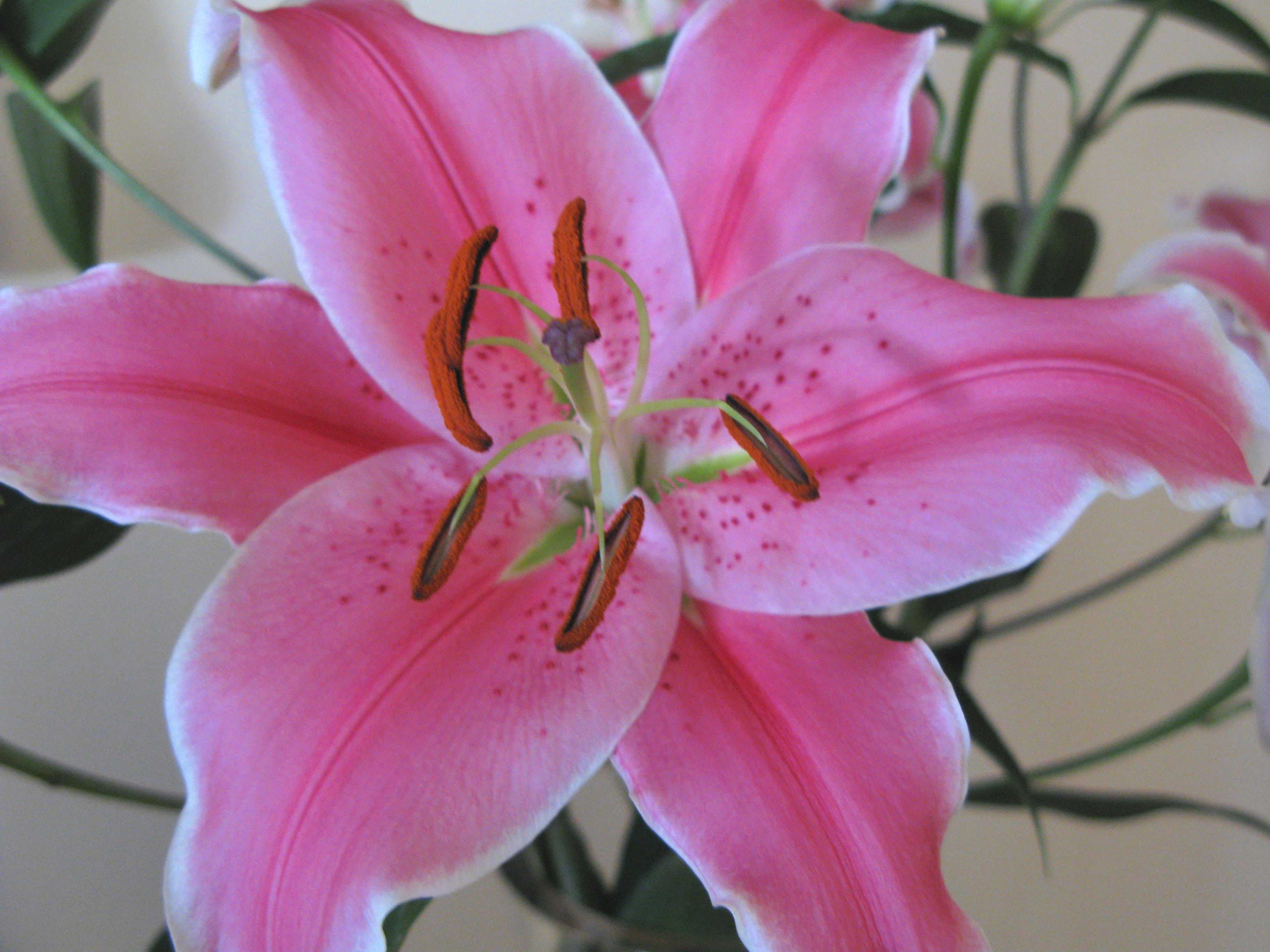 Lily Pictures Of White Flowers - Free picture: white, yellow, red, day ...