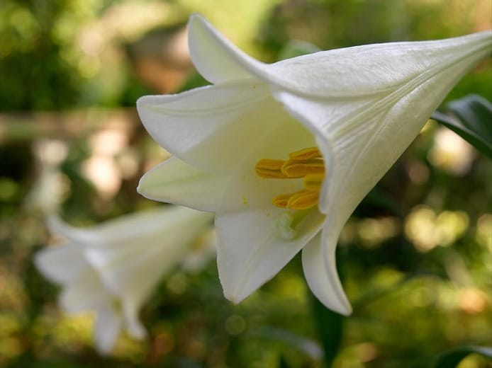 easter lily flower