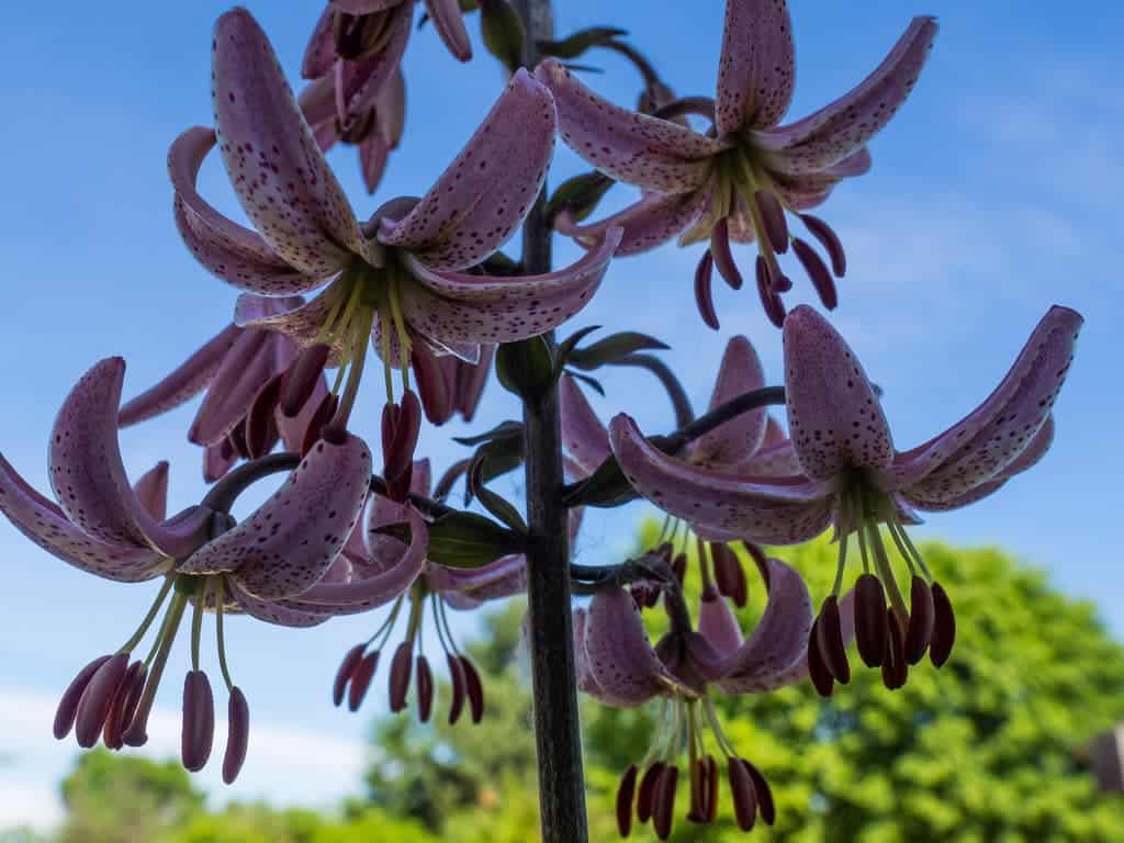 manitoba morning lilies