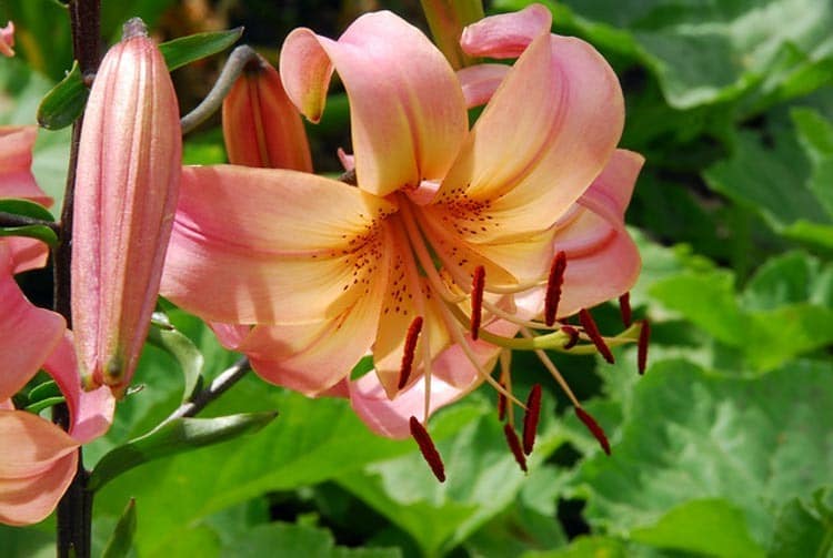 salmon twinkle lily flowers