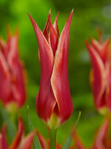 Tulip Alladin