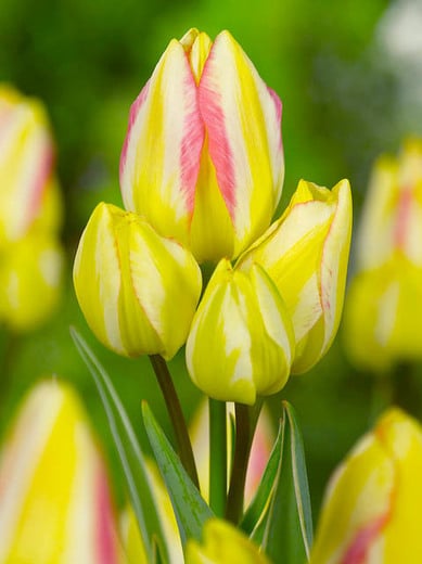 Tulip Antoinette