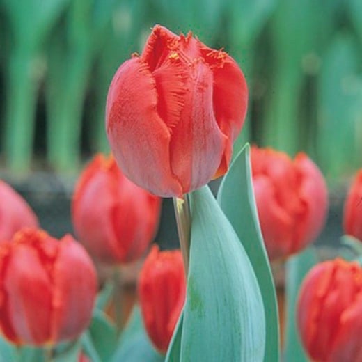 Tulip Arma