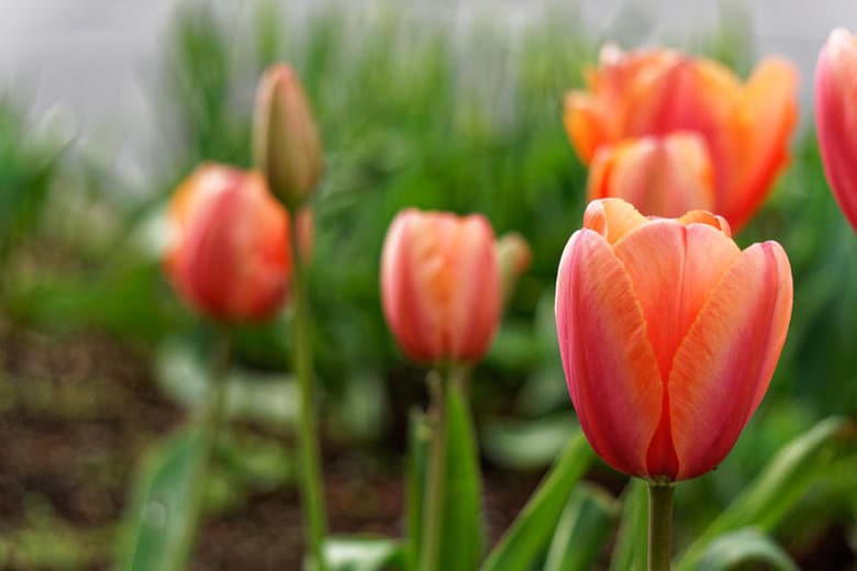 Tulip Avignon