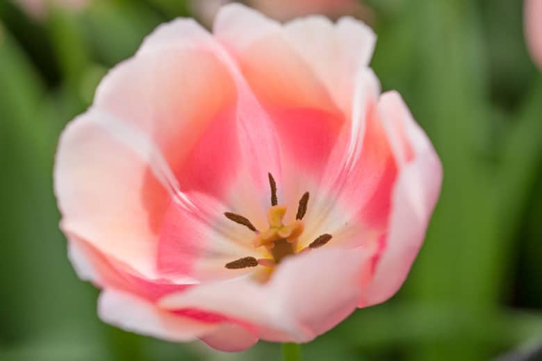 Tulip Belle du Monde