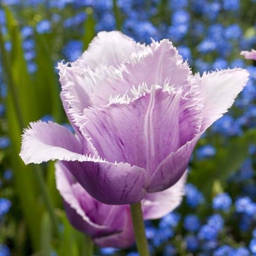 Tulip Blue Heron