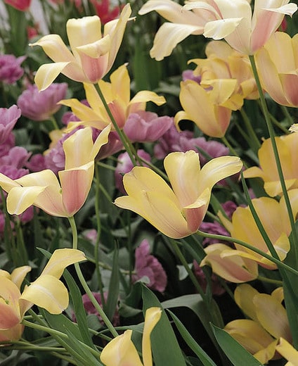 Tulip Blushing Lady