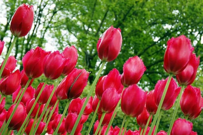 Tulip Burgundy Lace