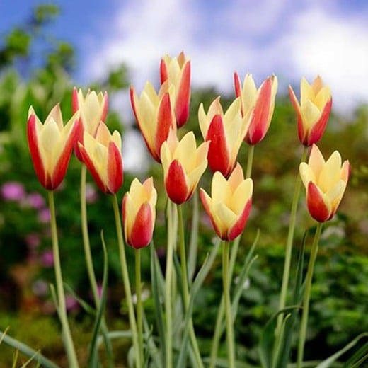 Tulip Clusiana Chrysantha Tubergens Gem