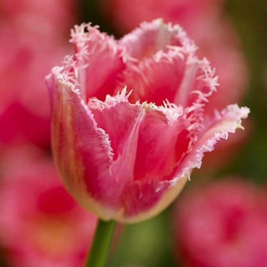 Tulip Fancy Frills