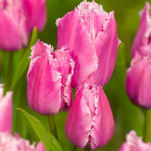 Tulip Fringed Family