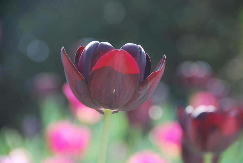 Tulip Queen of the Night