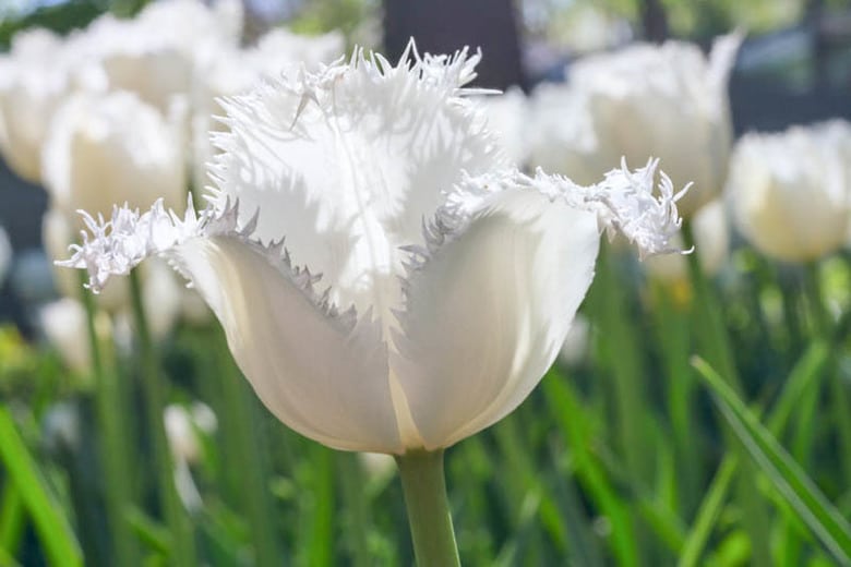 Tulip Swan Wings