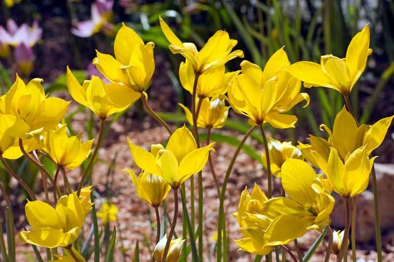 Tulip Sylvestris