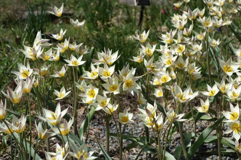 Tulip Turkestanica