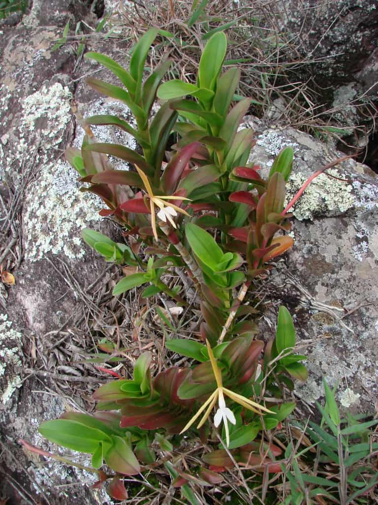 Epidendrum orchids