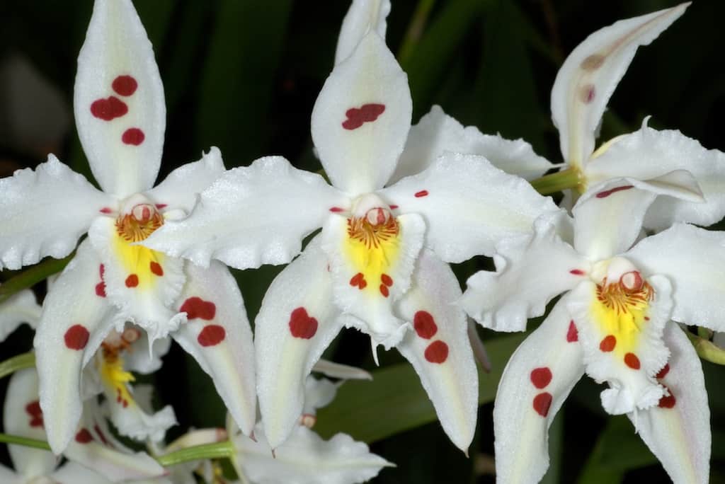 Odontoglossum orchids