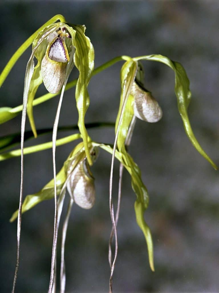 Phragmipedium orchids