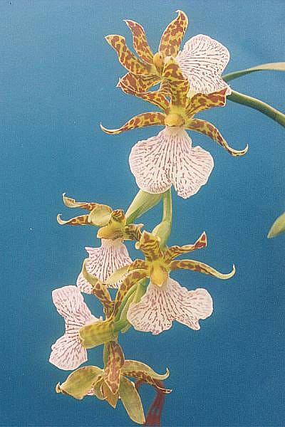 Zygopetalum orchids